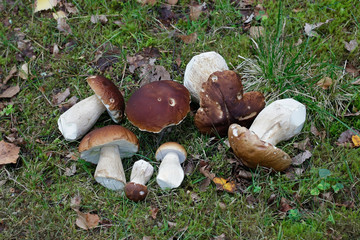 Boletus edulis, called penny bun, cep, porcino or porcini, a delicious wild mushroom