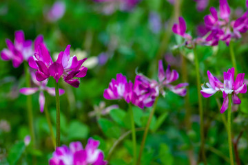 Fototapeta premium レンゲ