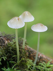 Yellowleg bonnet, Mycena epipterigya