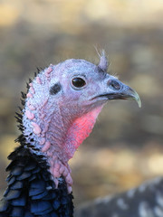 Domestic turkey, Meleagris gallopavo, of the race "Spanish Black"