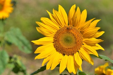 Bright colorful yellow sunflower. Shallow depth of field.