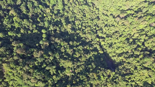 Tropical rainforest, Sumatra, Indonesia. Aerial 4K droen footage 