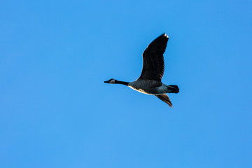 Canadian goose in fly