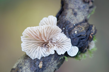 Evasive agaric, Crepidotus sp