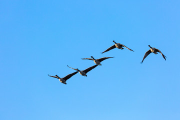 Canadian goose in fly