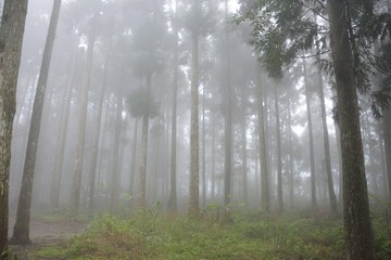 Fog,in the forest on the mountains of Taiwan. 