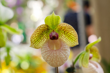 Obraz na płótnie Canvas close up of beautiful paphiopedilum orchid