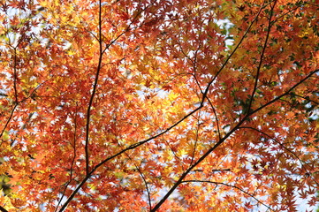 紅葉したモミジ