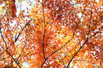 紅葉したモミジ