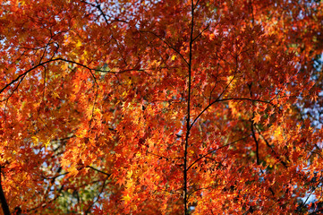 紅葉したモミジ