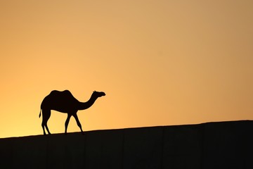 camel returning home at the evening, Jaisalmer Desert in India