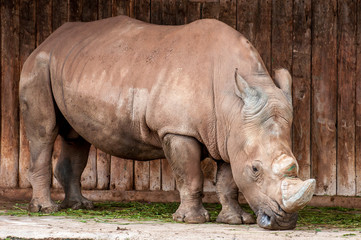 Rinoceronte blanco corre fuerte grande en cab&aacute;rceno  cuernos de marfil 