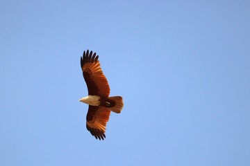 Indian eagle flying over sea, looking for food