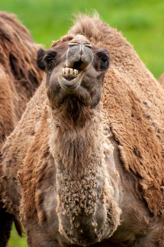 camello y dromedario comen con sus dientes dentadura feo peludo