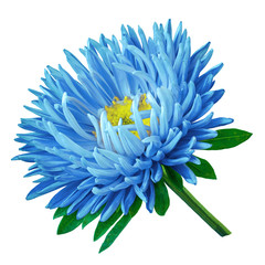 blue yellow flower aster isolated on a white background. Close-up. Flower bud on a green stem with...