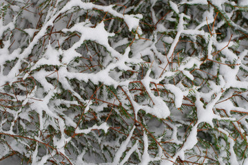 Throwed out xmas spruce tree with few needles outdoors covered with fresh white fluffy snow as abstract textured background.