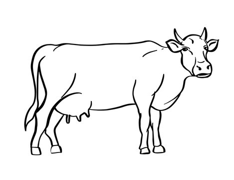 Sketch of cow drawn by hand. Livestock. Cattle. Animal grazing. Vector illustration.