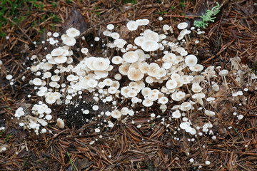 Lentil shanklet, also called appleseed coincap mushroom, Collybia tuberosa