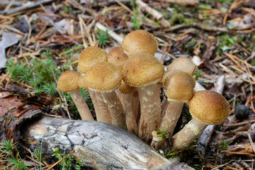 Northern honey fungus, Armillaria borealis, an edible mushroom from Finland
