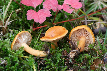 Lactarius aurantiacus, Orange Milkcap mushroom