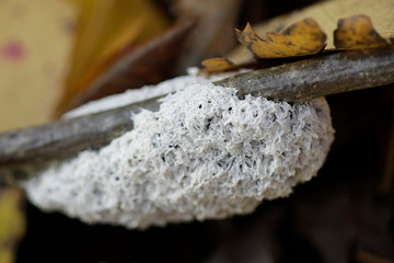 Dog sick slime mold or dog sick fungus, Mucilago crustacea