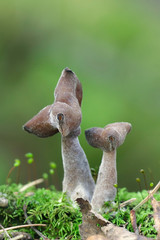 Gyromitra infula, commonly known as the hooded false morel or the elfin saddle
