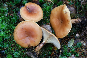 Tawny funnel cap mushroom, Lepista inversa