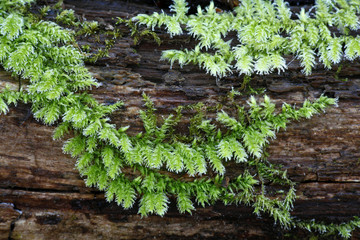 Rough-stalked Feather-moss, Brachythecium rutabulum