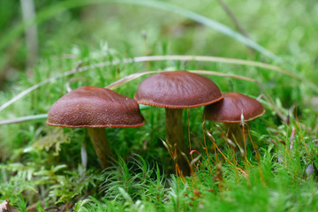 Cortinar webcap mushroom, Cortinarius brunneus