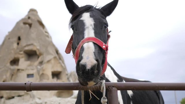 portrait black and white horse in paddock in cappadocia