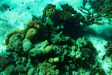 Marine Life in the Red Sea. red sea coral reef with hard corals, fishes and sunny sky shining through clean water - underwater photo. toned.