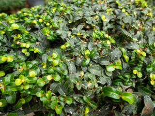 trees decorate the garden outside the house
