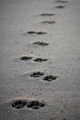 Paw prints in the sand