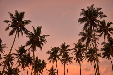 Fototapeta na wymiar Palm trees silhouette on sunset tropical beach on Midigama, Sri-Lanka