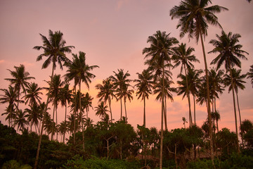 Fototapeta na wymiar Palm trees silhouette on sunset tropical beach on Midigama, Sri-Lanka