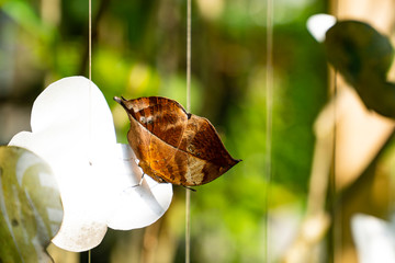 The Orange Oakleaf butterfly with close wings position that look very much like a dried leaf on a...