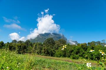 Fototapeta na wymiar Wildlife sanctuary in northern Thailand, Asia depicting the highest limestone mountain, the cliff and the valley on a sunny day with blurry weed flowers, white clouds and blue sky background.