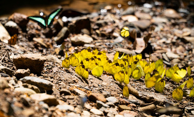 Yellow butterfly; they are gathering in group besides other species on the  wet mineral rich ground in the forest near the shallow water running stream, background blurred and bokeh.