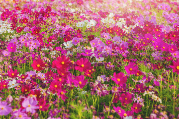 Obraz na płótnie Canvas Wild cosmos flowers abstract background. White and pink flowers on green grass in garden