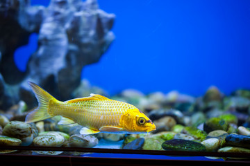 Ornamental fish, koi fish,