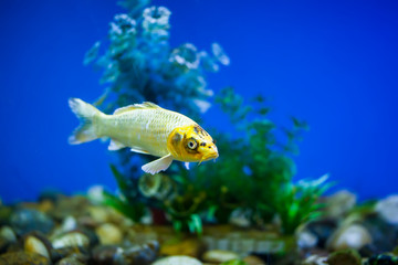 Ornamental fish, koi fish,