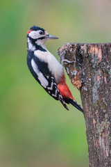 Great spotted woodpecker (Dendrocopos major)