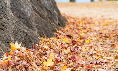 Autumn falling leaves pile up at a stone wall in the park on the hill. The dried foliages on the roadside include various kinds of maple leaf and grass in selective focus with background blurred.