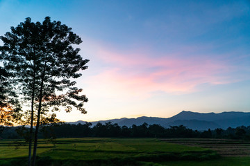 Naklejka premium Natural scenery of the sunset with tree silhouette, green rice field, the mountain range and colorful light on the blue sky backgound in northern Thailand, Asia.