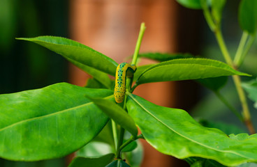Day-Flying Moth Caterpillar image of a dorsal view while the cute creature enjoys its feeding time...