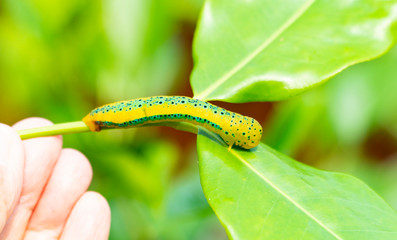 Caterpillar of the Day-Flying Moth enjoys its feeding time at a fresh green leaf of the lemon tree in the garden with background blurred.