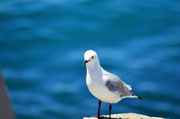 seagull on a post