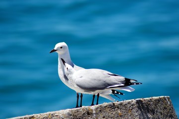 seagull on the beach