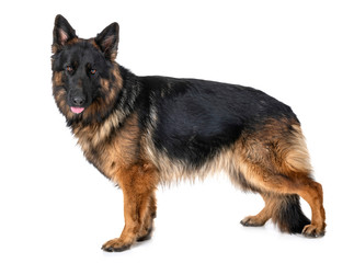 german shepherd in studio