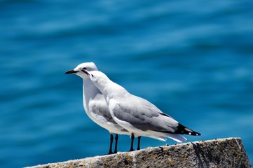seagull on rock
